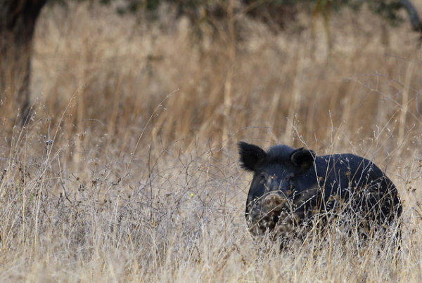 Does Texas Have a Hog Problem? Yes. So How Did We Get Here?