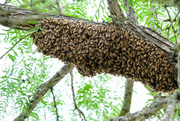 When Are Bees Dangerous? The Difference Between Swarms and Colonies