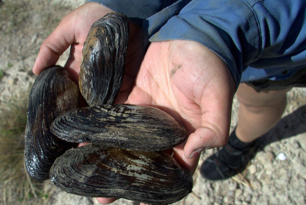 How a Freshwater Mussel Could Cause Water Woes in Texas