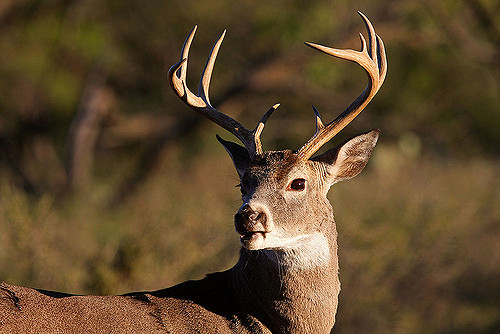 Why Commercial Venison Sales Are Banned in Texas