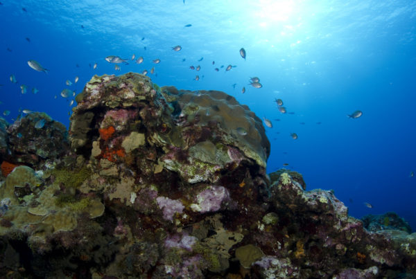 This Texas Coral Reef Is Dying and Researchers Don’t Know Why