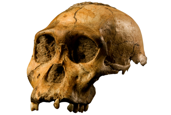 7 Celebrity Fossils That Signify the Evolutionary Narrative of Humanity
