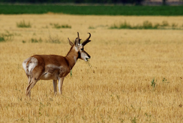 Don’t Call it a Comeback: West Texas Pronghorn Population Back from the Brink