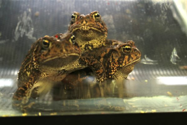 Its Habitat Disappearing, Scramble Is On To Save The Houston Toad