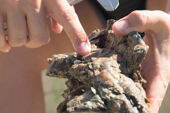 How the Texas Parks and Wildlife Department is Helping Oysters