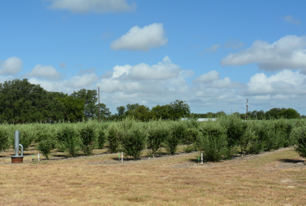 Texas Olive Farmers Hope to Strike Gold This Season