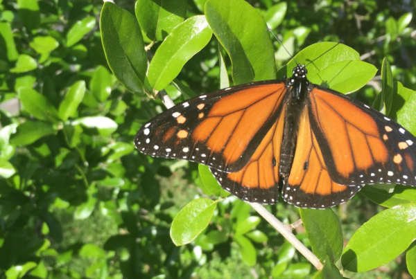 How to Help Monarch Butterflies Without Accidentally Luring Them to Their Deaths
