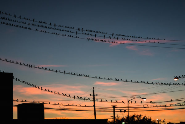 How Waco is Fighting Their Grackle Problem with Another Bird