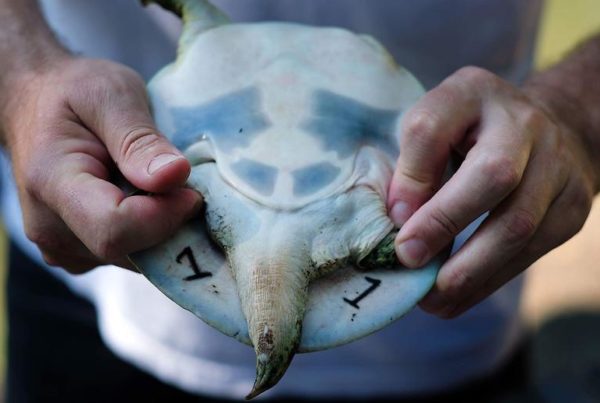 If You See a Turtle with a Tattoo in Austin, This Is Probably Why