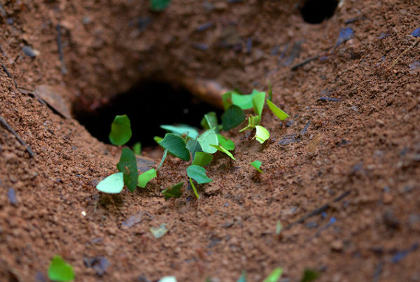You Won’t Win the War – But You Can Battle Leafcutter Ants