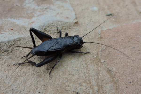 Why Are There So Many Crickets Around Austin This Time of Year?