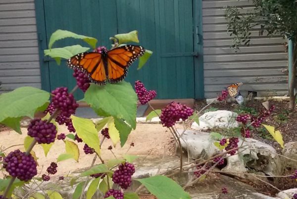 Monarchs Are Stopping By Lady Bird Wildflower Center to Refuel