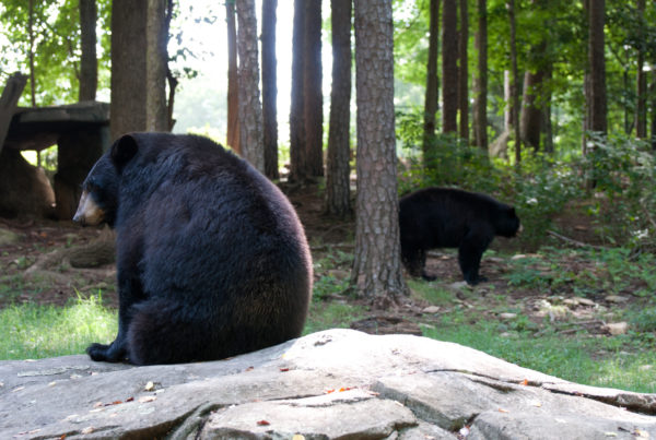 What to do if You See a Black Bear While Camping Over the Holiday