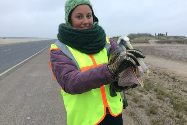 Pelicans are Dying Along a South Texas Highway, But a Team is Trying to Keep Them Alive