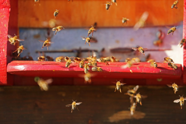 Bee Owners Beware: Hive Theft is On the Rise