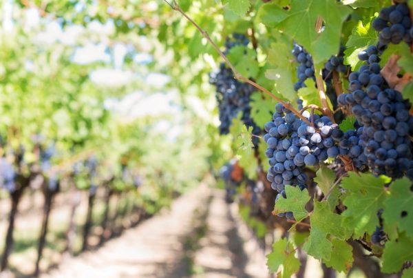 Texas Wineries Worry New Herbicide Will Destroy Their Grape Crop