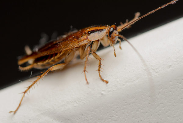 You Shouldn’t Hate Cockroaches – But Here’s How to Get Rid of Them If You Do
