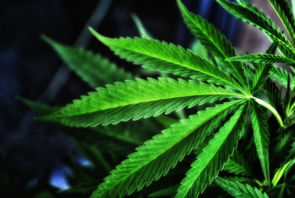 Attitudes Toward Marijuana Legalization Are Shifting in Texas