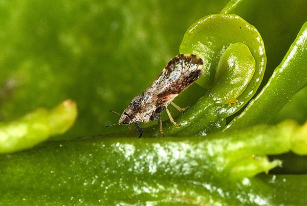 Disease-Carrying Insect Gets a Sweet Tooth for Texas Grapefruit