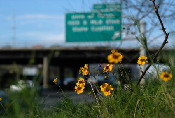 Seeing Wildflowers Blooming Early on Texas Roadsides? Blame La Niña & Global Warming
