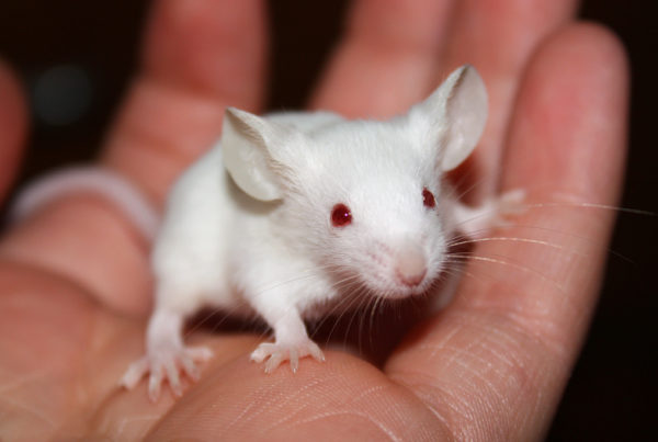 Texas A&M Scientists First to Genetically Modify Mammals