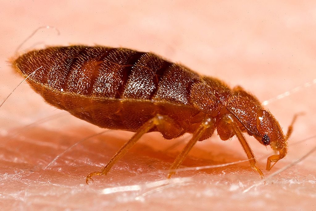 Keep Bed Bugs out of Your Suitcase And Your Home Texas Standard