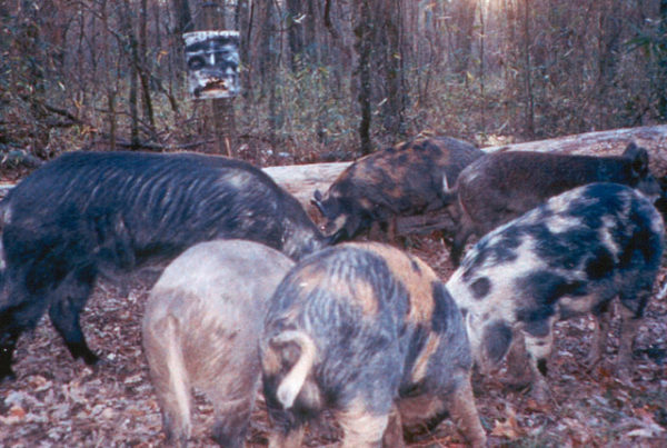 Groups At Odds Over Feral Hog Poison To Control Population