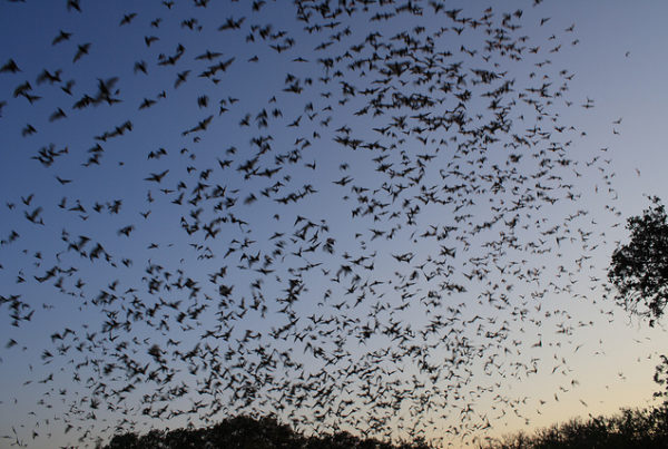 Mexican Free-Tailed Bats Arrive in Midland for Spring Migration