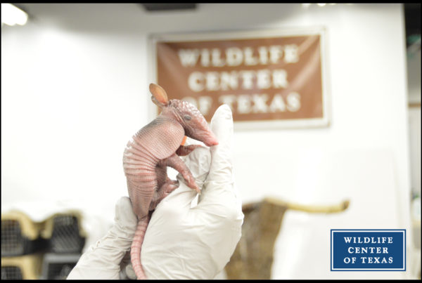 First Armadillos of the Year at Wildlife Center Are Smallest Ever