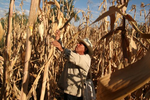 Continuing drought means lower yields as Texas corn producers harvest their crop