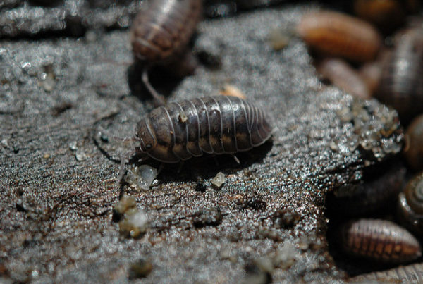 More Rain Means More Pill Bugs – But Don’t Worry Too Much