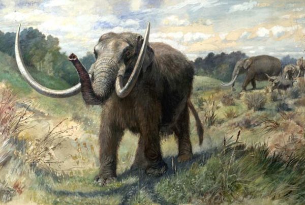 New Mastodon Bone Findings Could Shake Up Theory Of First Modern American Human