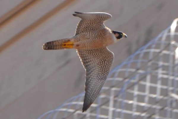A Lonely Falcon Lives On The UT Tower. But Will Her Eggs Hatch?
