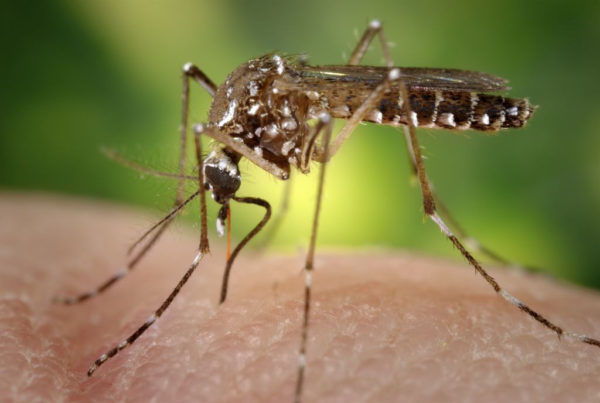Fighting Nature with Nature: Mosquito Assassins Are One Solution To The Problem Of Skeeters