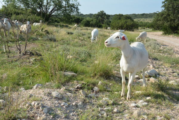 Ranchers Hope Livestock Guardian Dogs Can Protect Their Sheep And Goats From Predators