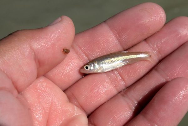How Finding A Tiny Fish Gave Scientists Insight Into The Health Of The Rio Grande