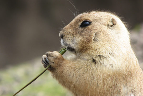 Prairie Dogs Are Public Enemy No. 1 In This San Angelo Park