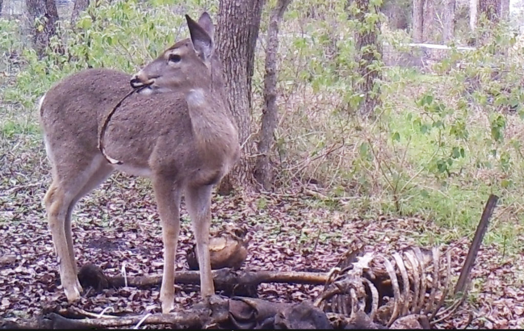 ...a deer with a human rib in its... 