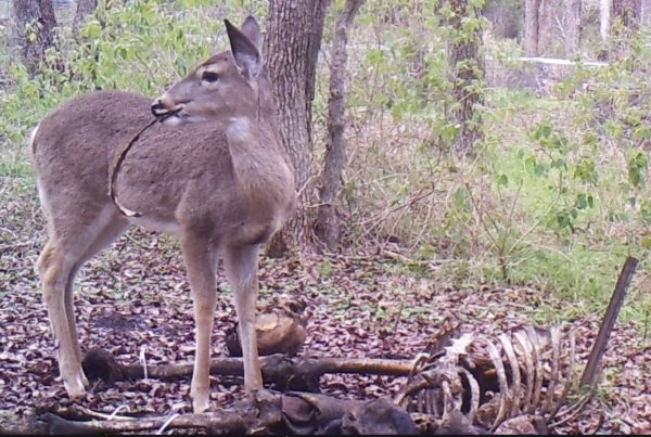 Image of Deer Scavenging Human Bones Shocks, But Helps Scientists