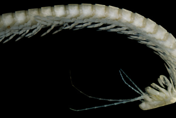 Texas A&M Scientists Found A New, Squirmy Species Of Crustacean