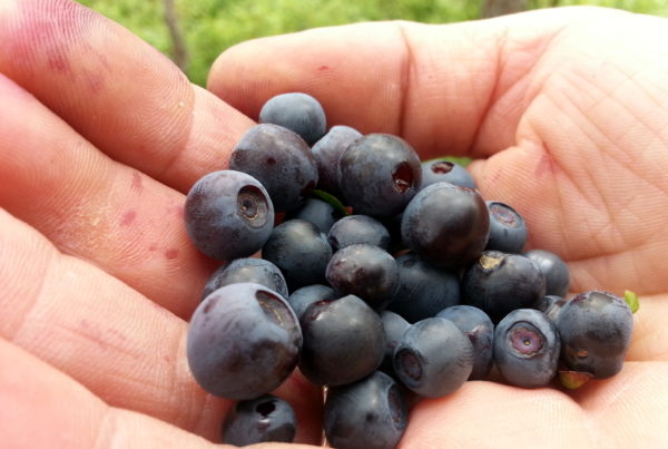Celebrate All Things Blueberry In Nacogdoches This Weekend