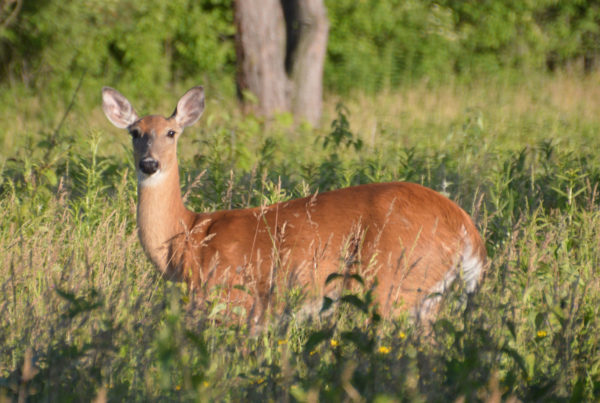 Bill Would Allow Kickapoo Tribe To Hunt Deer During Off-Season