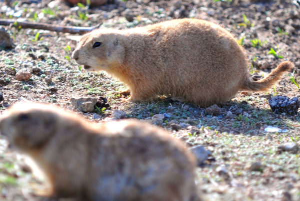 What To Do If Prairie Dogs Are Tearing Up Your Land