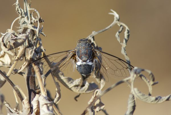 Summertime In Texas Brings The Familiar Sight And Sound Of Cicadas