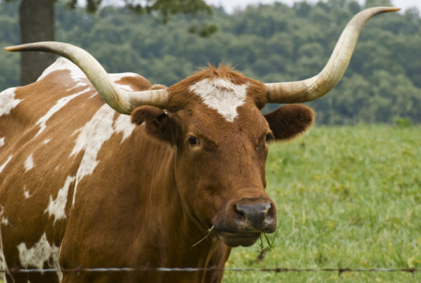 Heard The One About The Texas Rancher, His Longhorn And A Federal Agent?