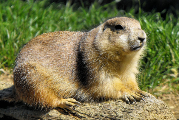 There’s An Outbreak Of Plague Among West Texas Prairie Dogs