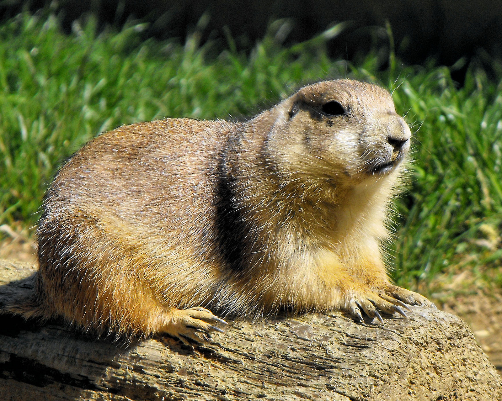 There’s An Outbreak Of Plague Among West Texas Prairie Dogs | Texas ...