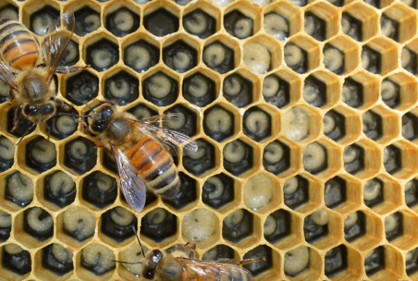 Bees Appear To Be Recovering From Colony Collapse Disorder