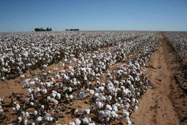 Cotton Producers Are Counting On A Texan To Get The Farm Bill Passed On Time