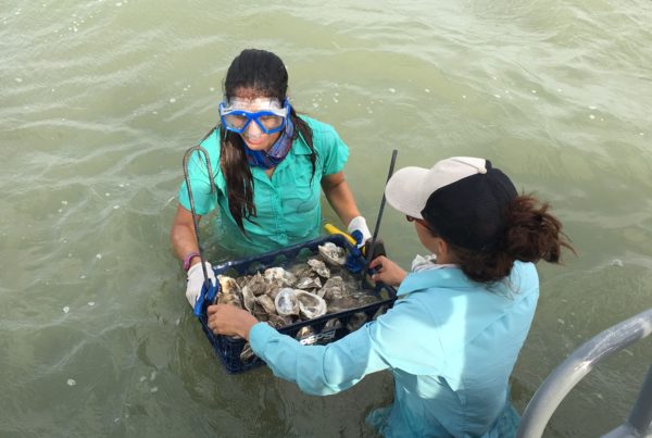 How Shucked Shells Can Help Save the Oysters